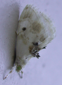 Lipocosma septa